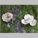 P1010018.html